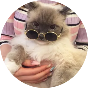 a person holding a cat with sunglasses on