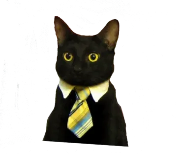 a black cat wearing a tie on a white background