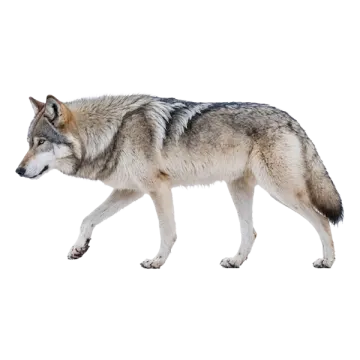 a wolf walking across a white background