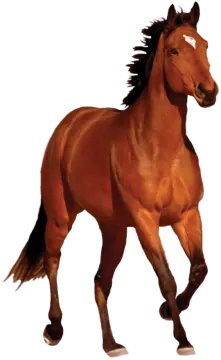 a brown horse running on a white background