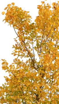 a tree with yellow leaves on it