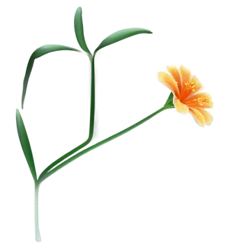 a flower that is in the shape of a heart
