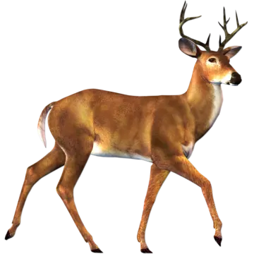 an image of a deer that is walking
