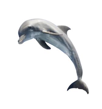 a dolphin jumping in the air on a white background
