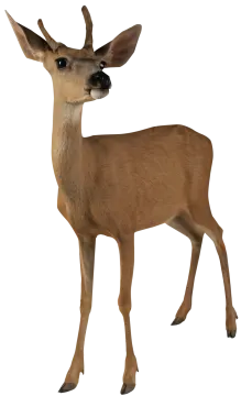 a deer standing in front of a white background