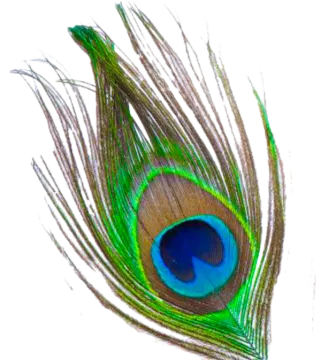 a peacock feather on a white background