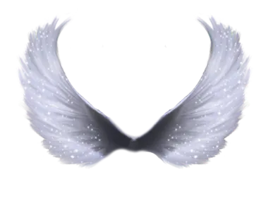 a pair of wings on a white background