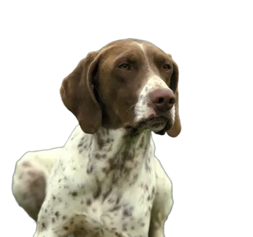 a brown and white dog looking up at the camera