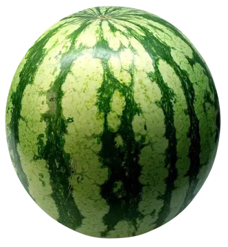 a green watermelon on a white background