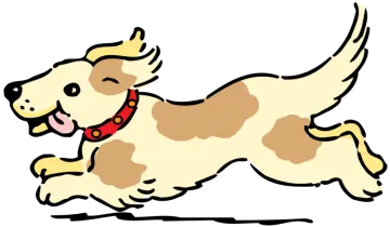a brown and white dog running