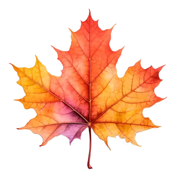 a colorful maple leaf on a white background