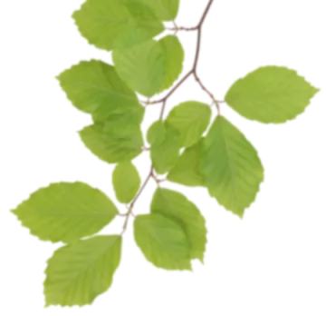 a branch with green leaves