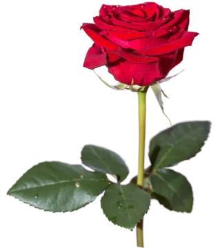 a single red rose on a white background