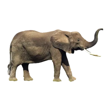 an elephant walking on a white background