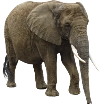 an elephant standing in front of a white background