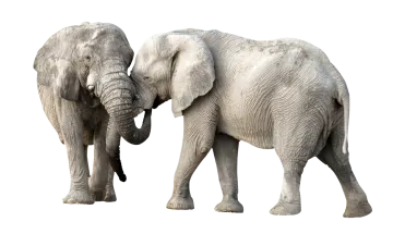 two elephants standing side by side on a white background