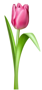 a pink flower on a white background