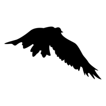a bird silhouetted on a white background