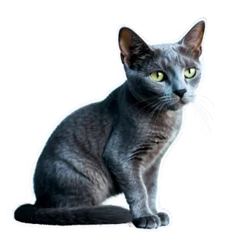 a gray cat sitting on a white surface