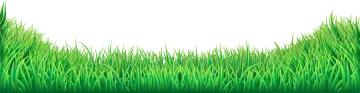 a green grass border with white background
