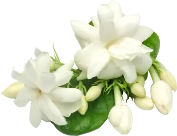 white flowers on a white background