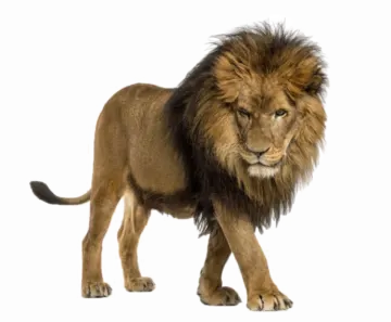 a lion standing in front of a white background