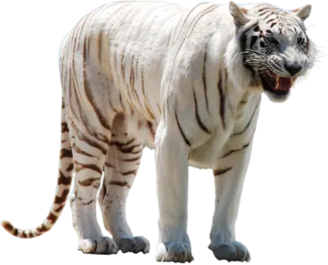 a white tiger