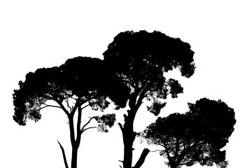 two trees silhouetted against a white background