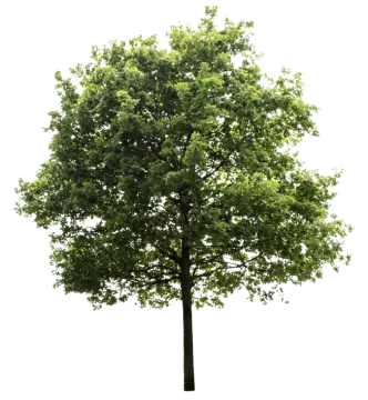 a tree on a white background