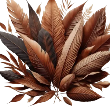 a bunch of feathers on a white background
