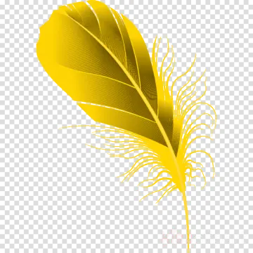 a yellow feather on a transparent background