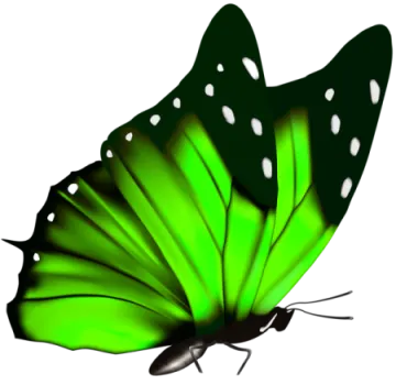 a green butterfly on a white background