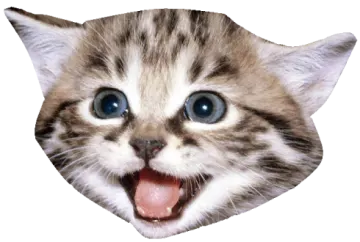 a close up of a cat's face