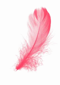 pink feather on a white background