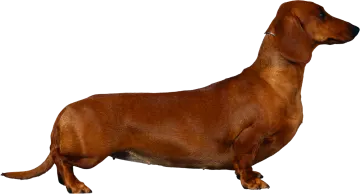 a brown dog standing up against a white background