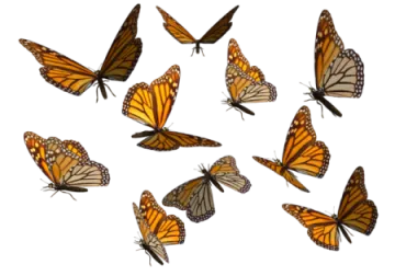 a group of butterflies flying in the air