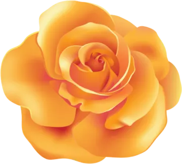 a yellow rose on a white background