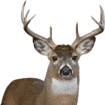 a close up of a deer's head