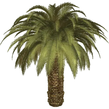 a palm tree with green leaves