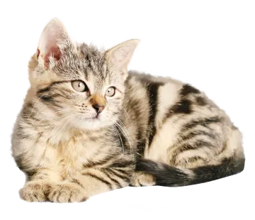 a kitten laying down on a white surface