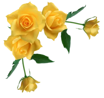 three yellow roses on a white background
