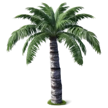 a palm tree on a white background