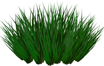 a grass plant on a white background