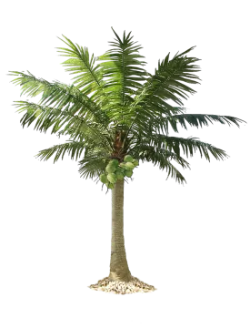 a palm tree on a white background