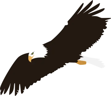 an eagle flying in the sky