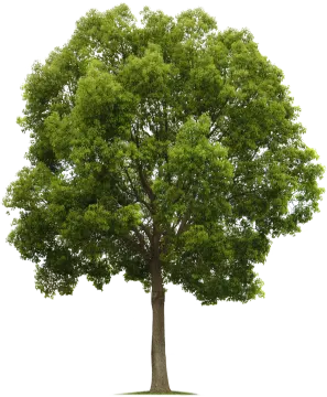 a tree on a white background
