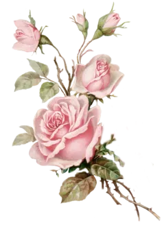 a painting of pink roses on a white background
