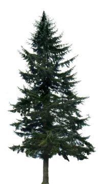 a large pine tree on a white background