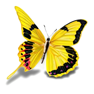a yellow butterfly on a white background
