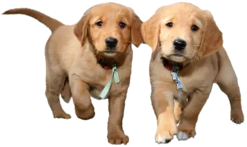two pup running in the air